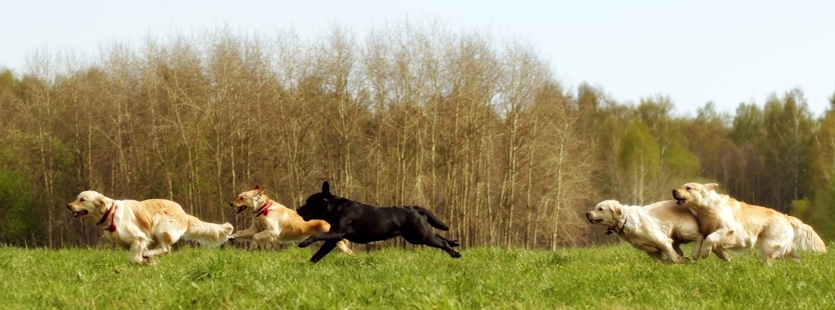 4 yellow labs and 1 black dog running in field