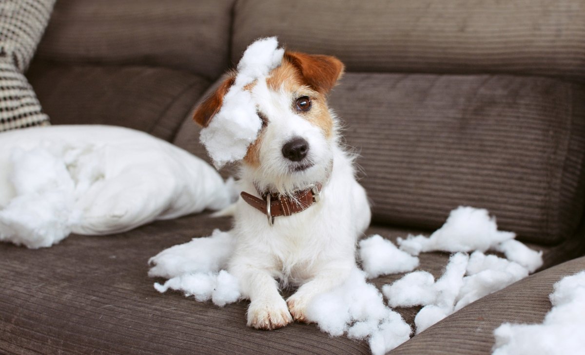 dog with pillow stuffing on a couch