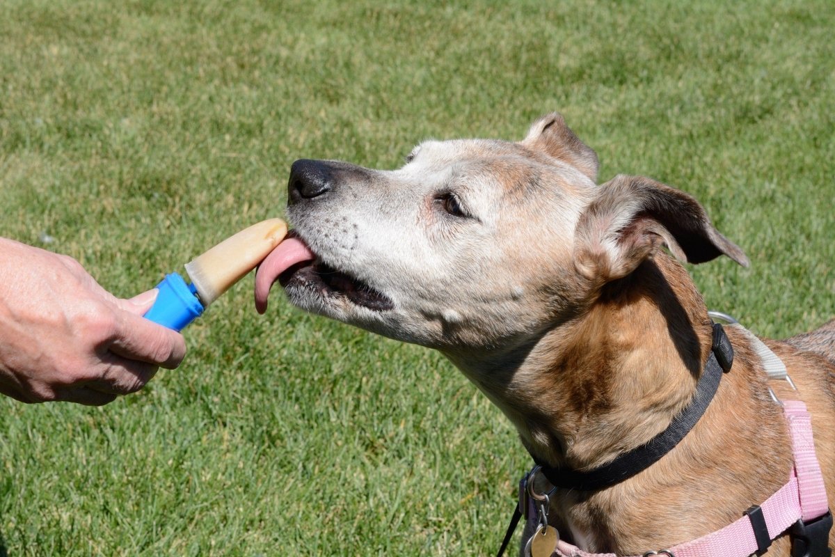 large dog outside licking frozen popsicle treat