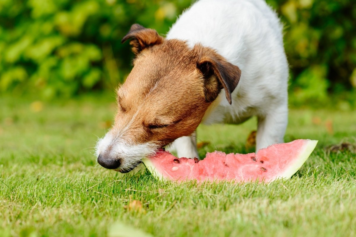 dog eating watermelon