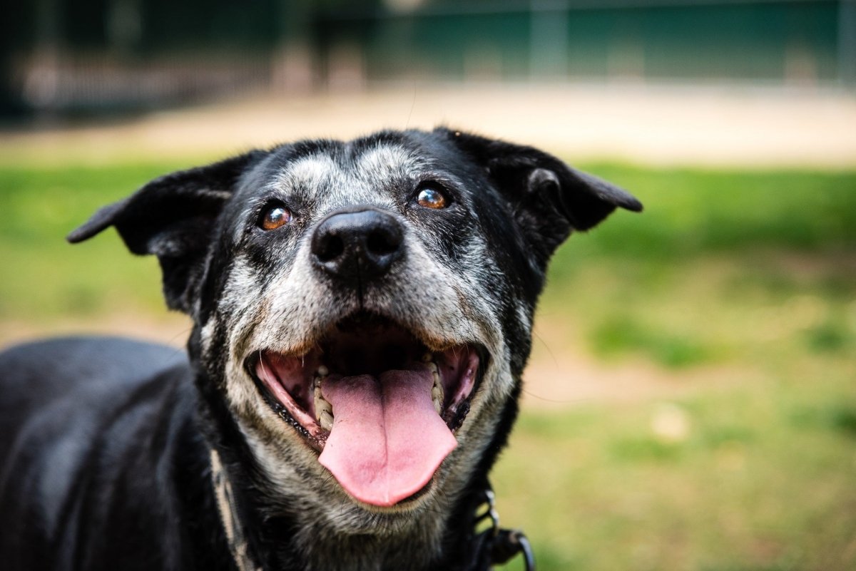 old black dog with mouth open in field