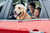 golden retriever with head outside window of red car and two other children in the backseat
