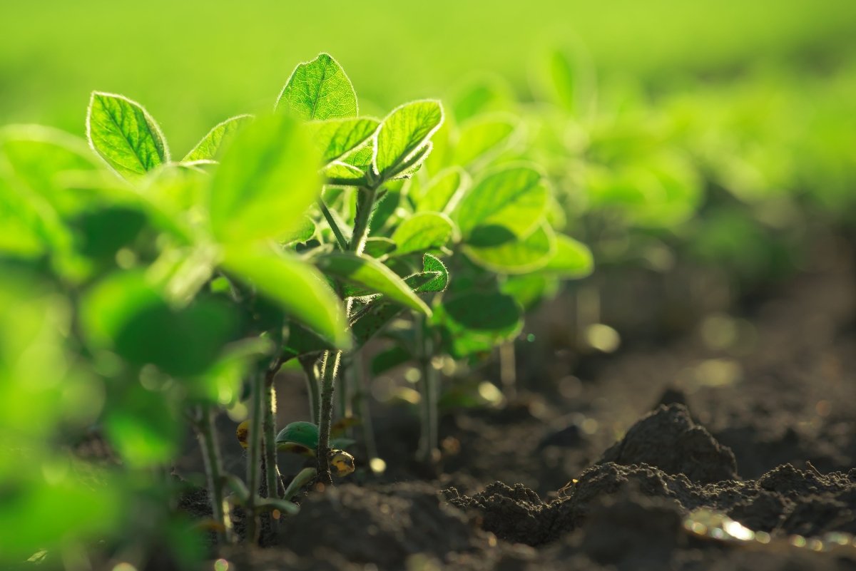 soy in a field
