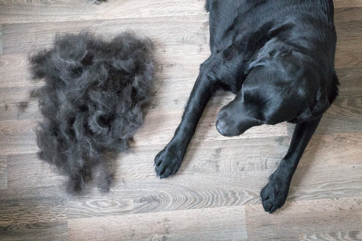 black lab on ground next to pile of dog fur