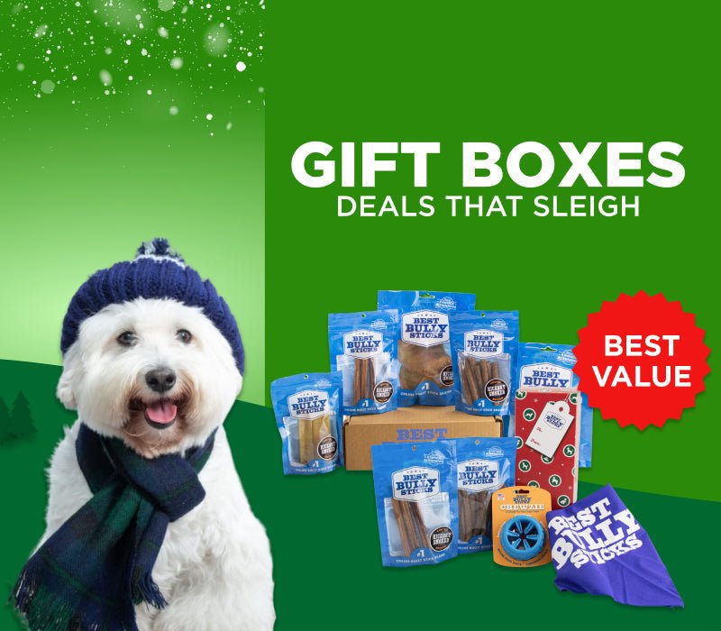white dog next to best bully sticks holiday boxes