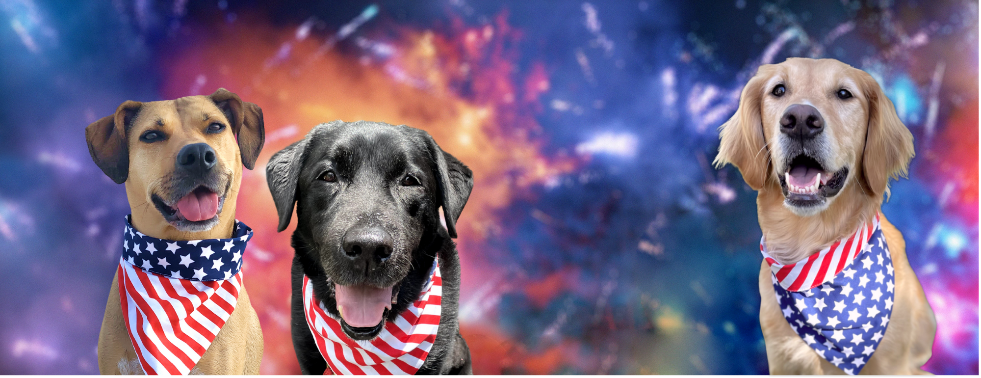 dogs in america bandanas watching fireworks 