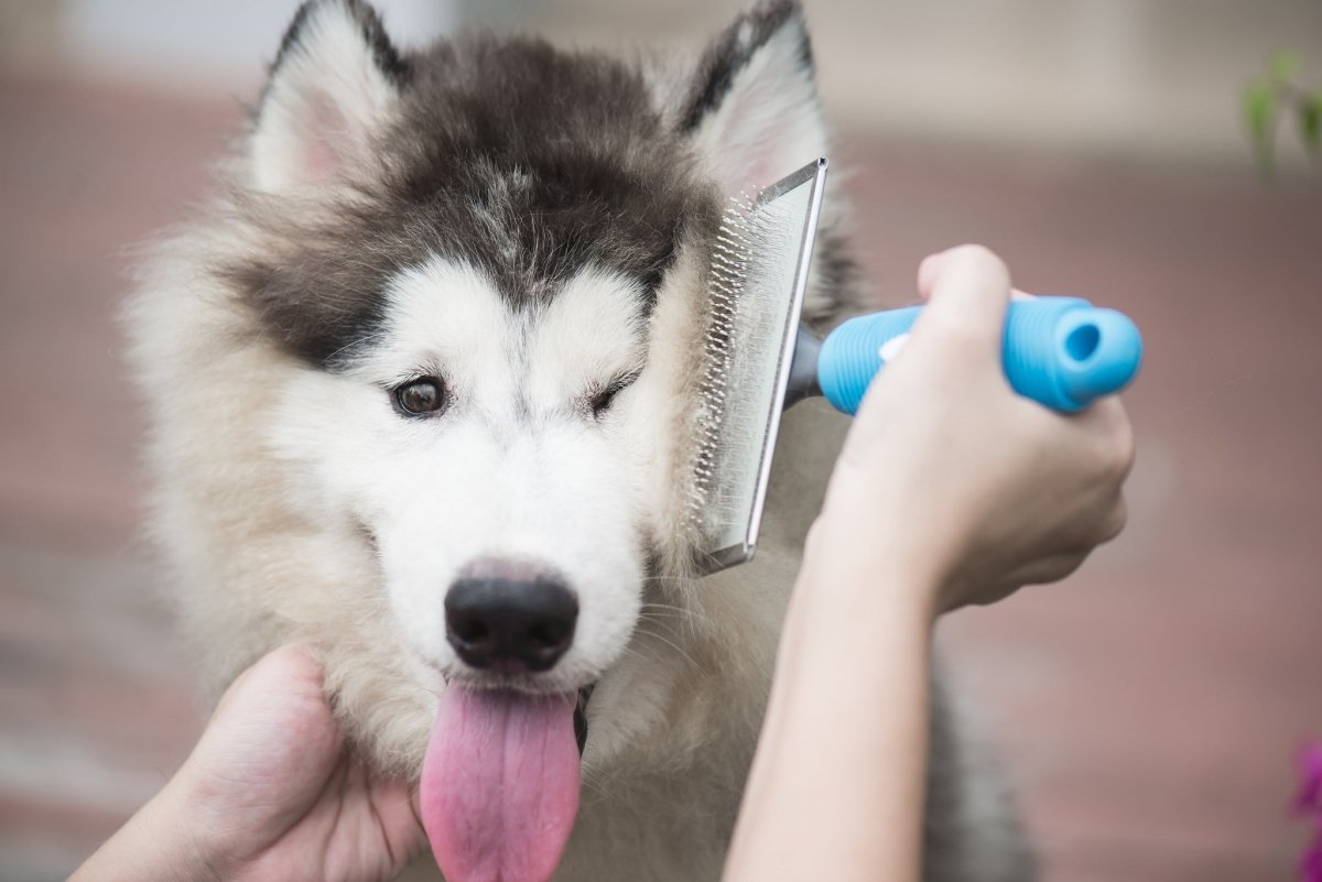 owner brushing her dog