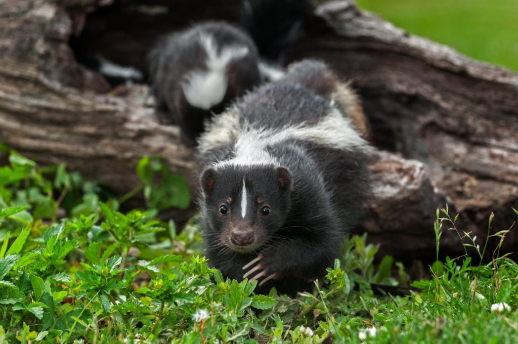 a skunk on a log