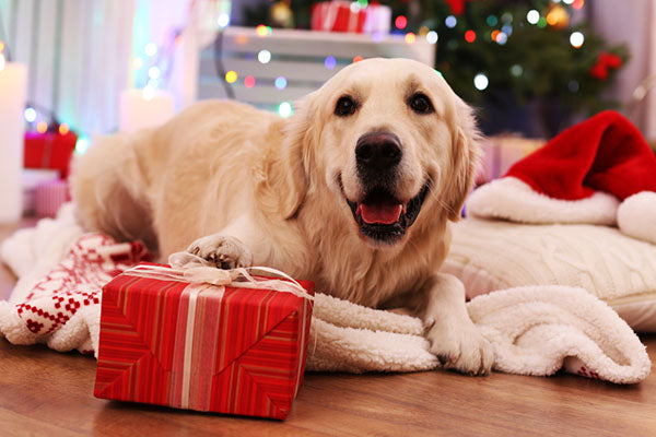 7 Christmas Gifts for Dogs   - Best Bully Sticks