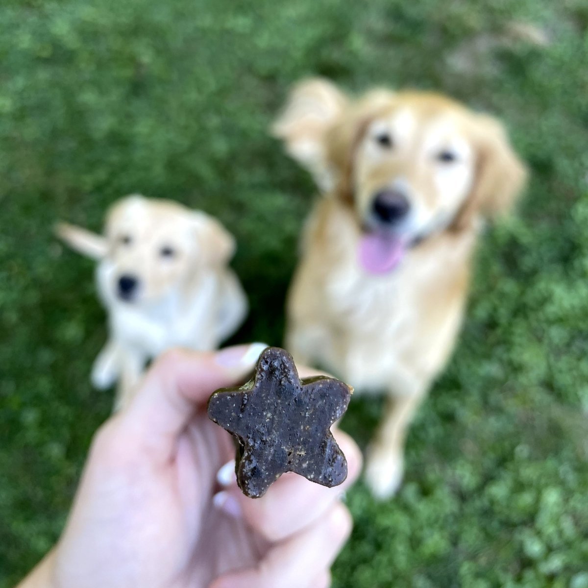 Two dogs looking up at a dental chew