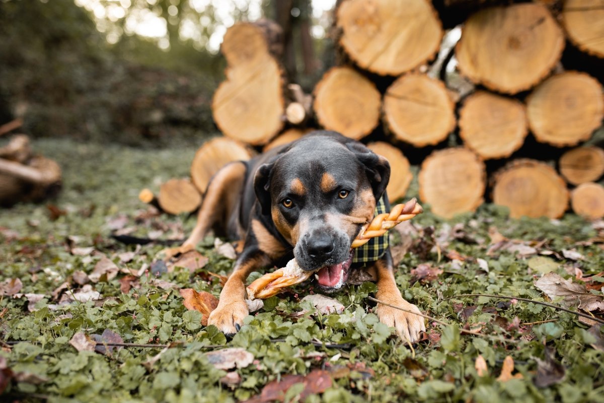 dog chewing a braided bully stick next to a pile of logs