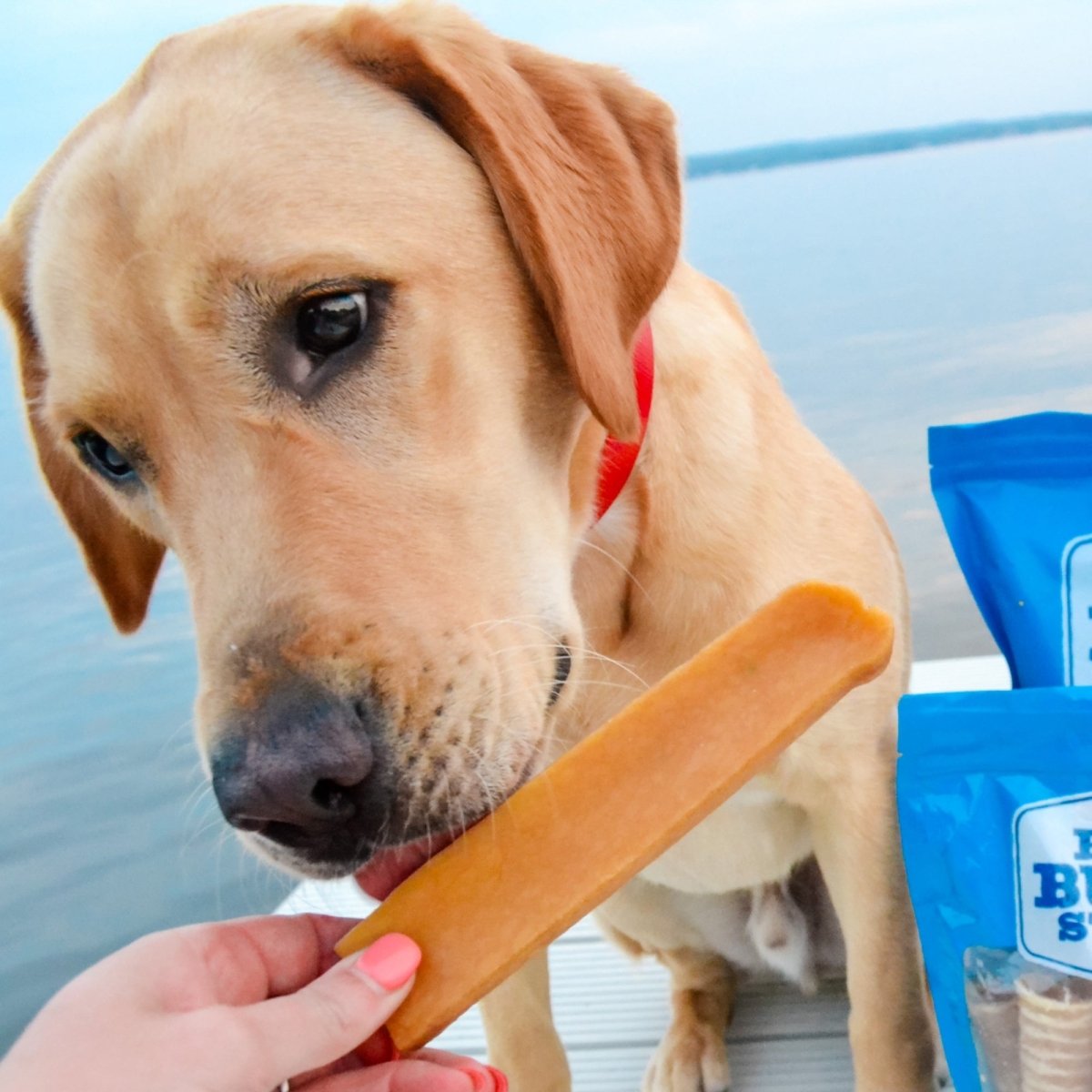Dog licking yak cheese chew out of owners hand