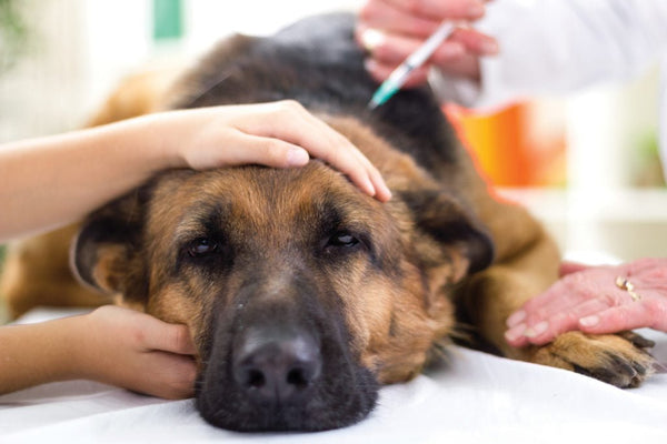 What can you give a dog hotsell
