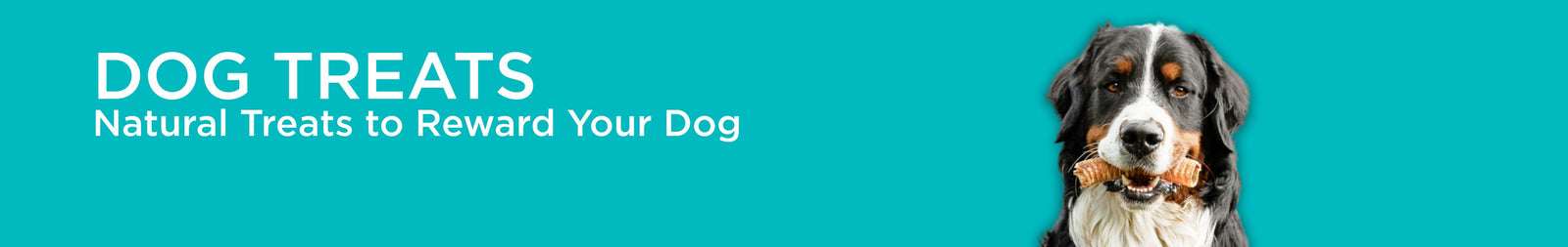 Dog Treats