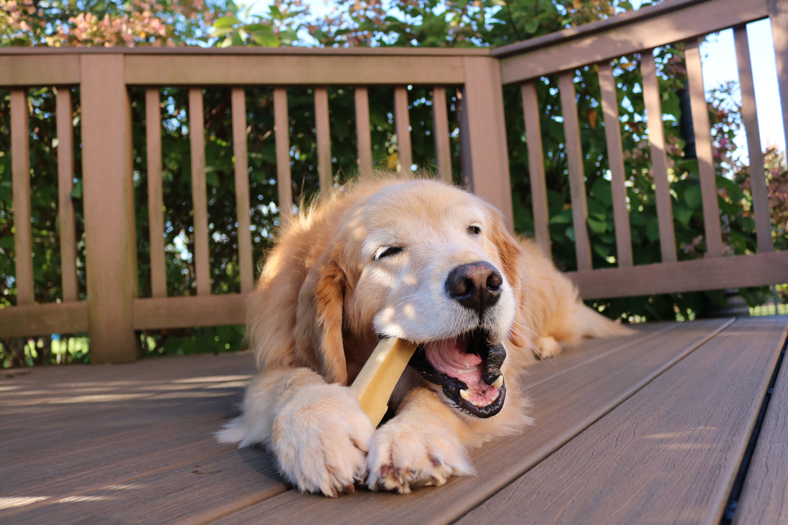 High-Protein Dog Treats