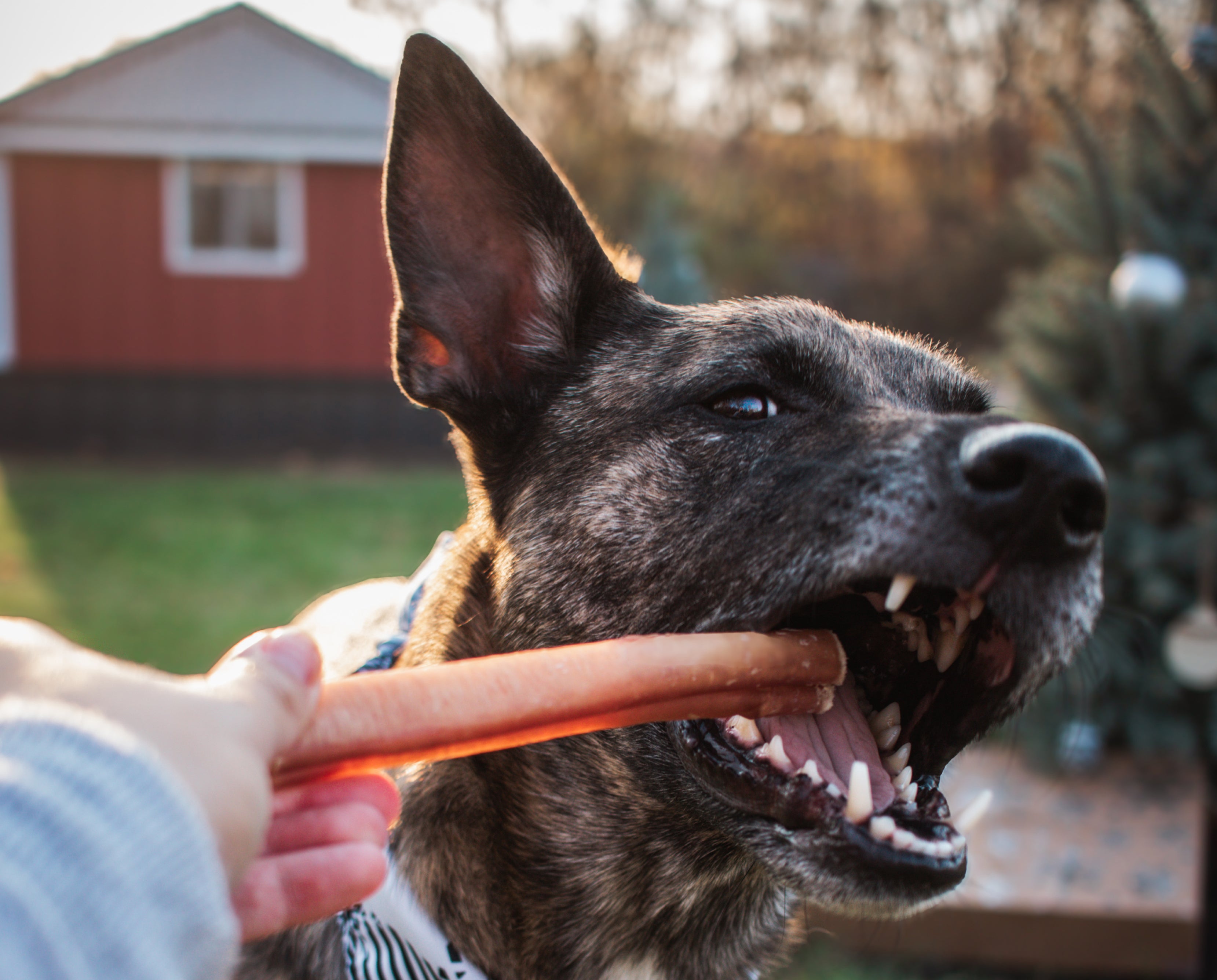 White dog chewing a bully stick on a couch with bully stick bags next to him
