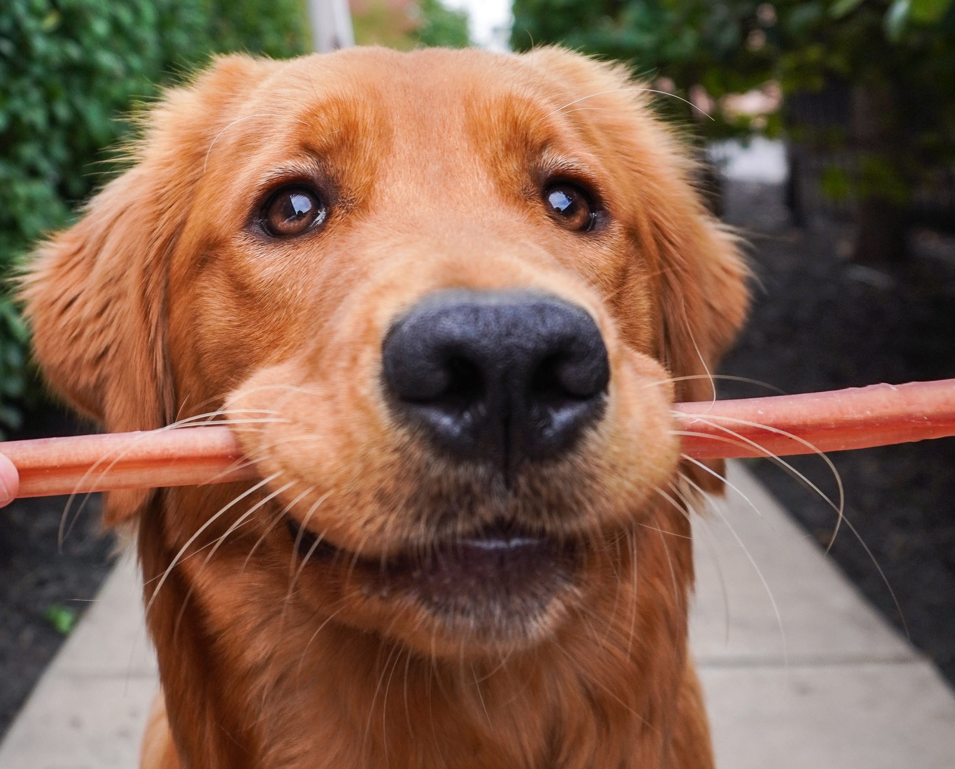 White dog chewing a bully stick on a couch with bully stick bags next to him