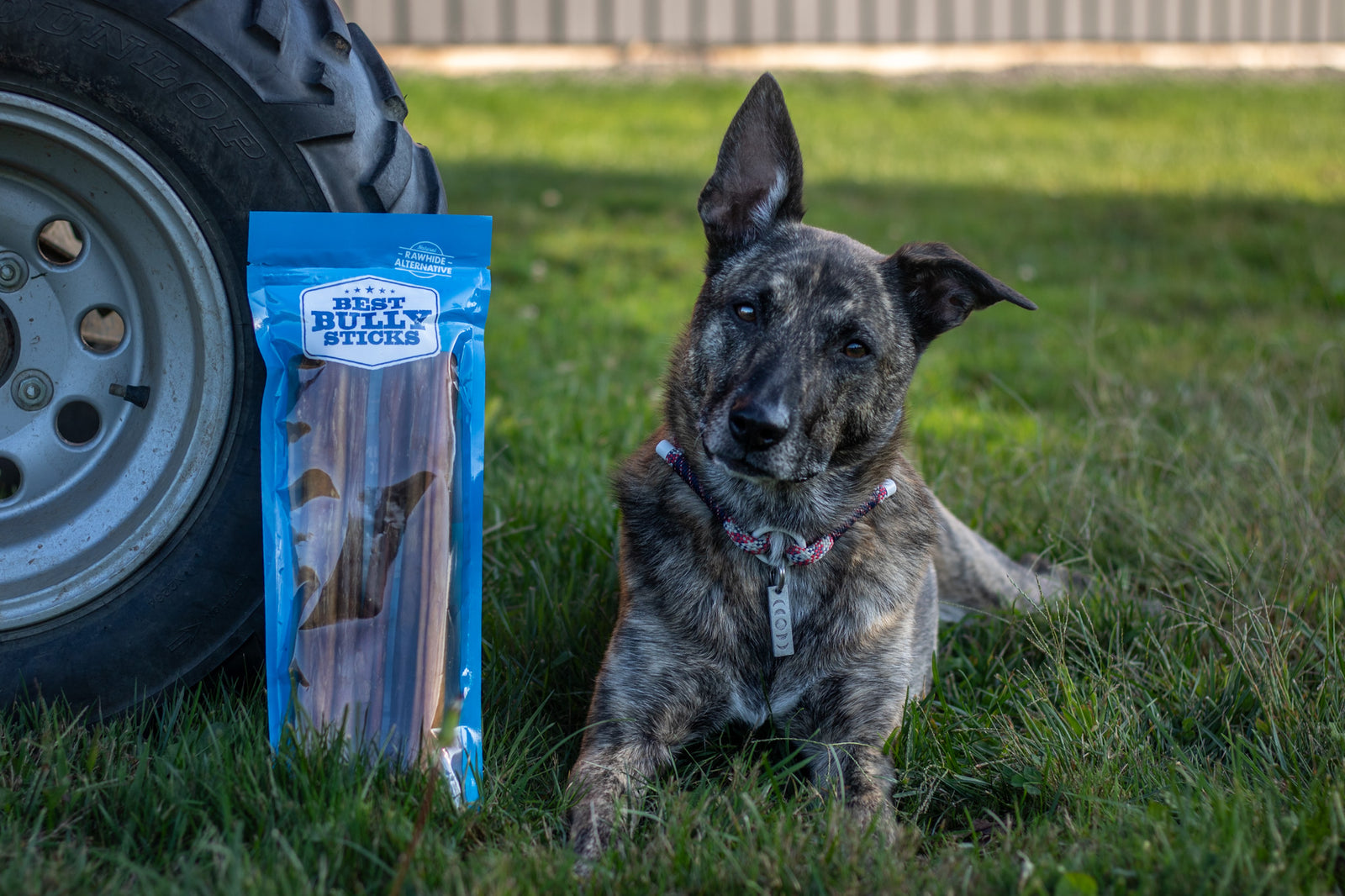 Single-Ingredient Dog Treats