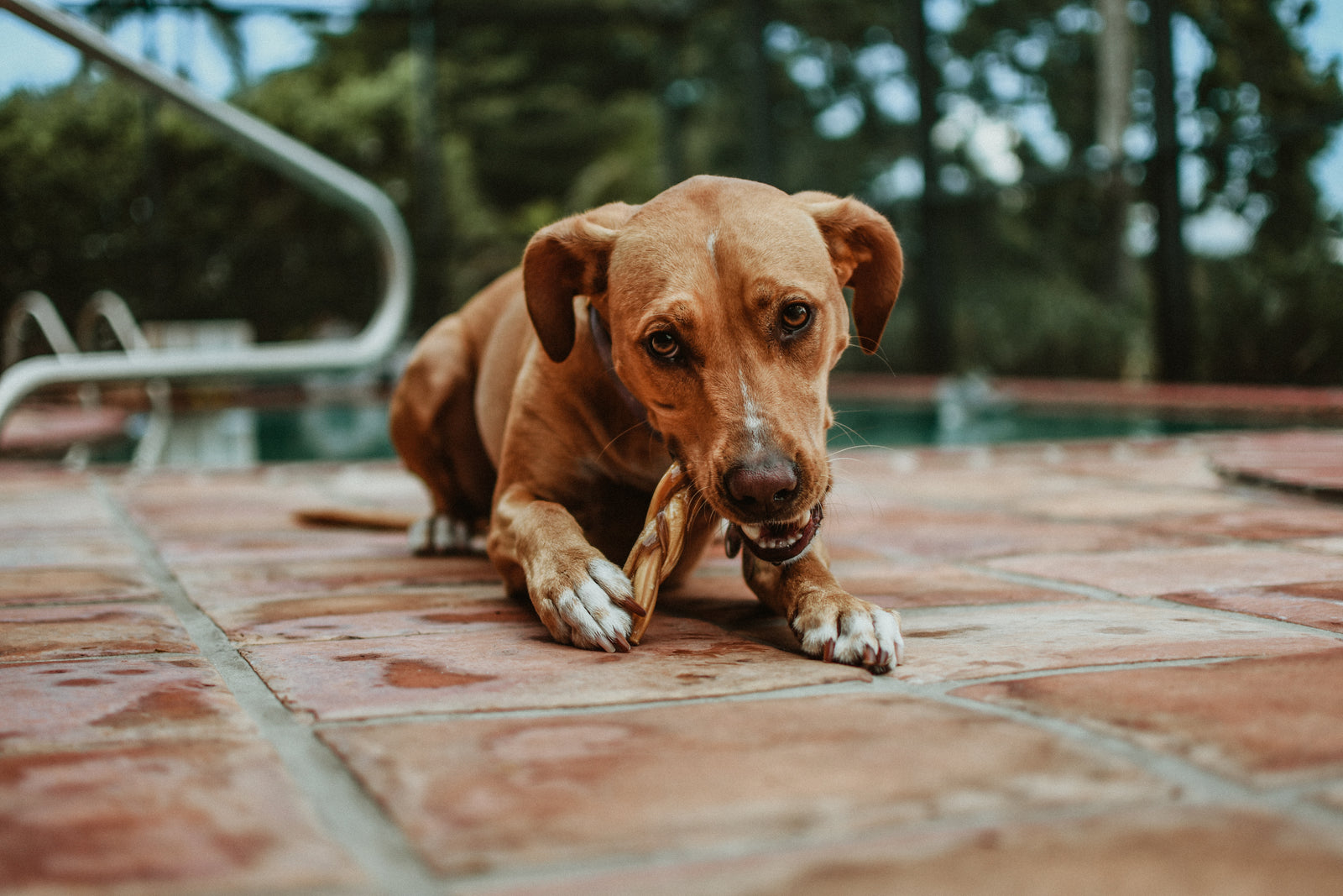Twisted Dog Treats & Chews