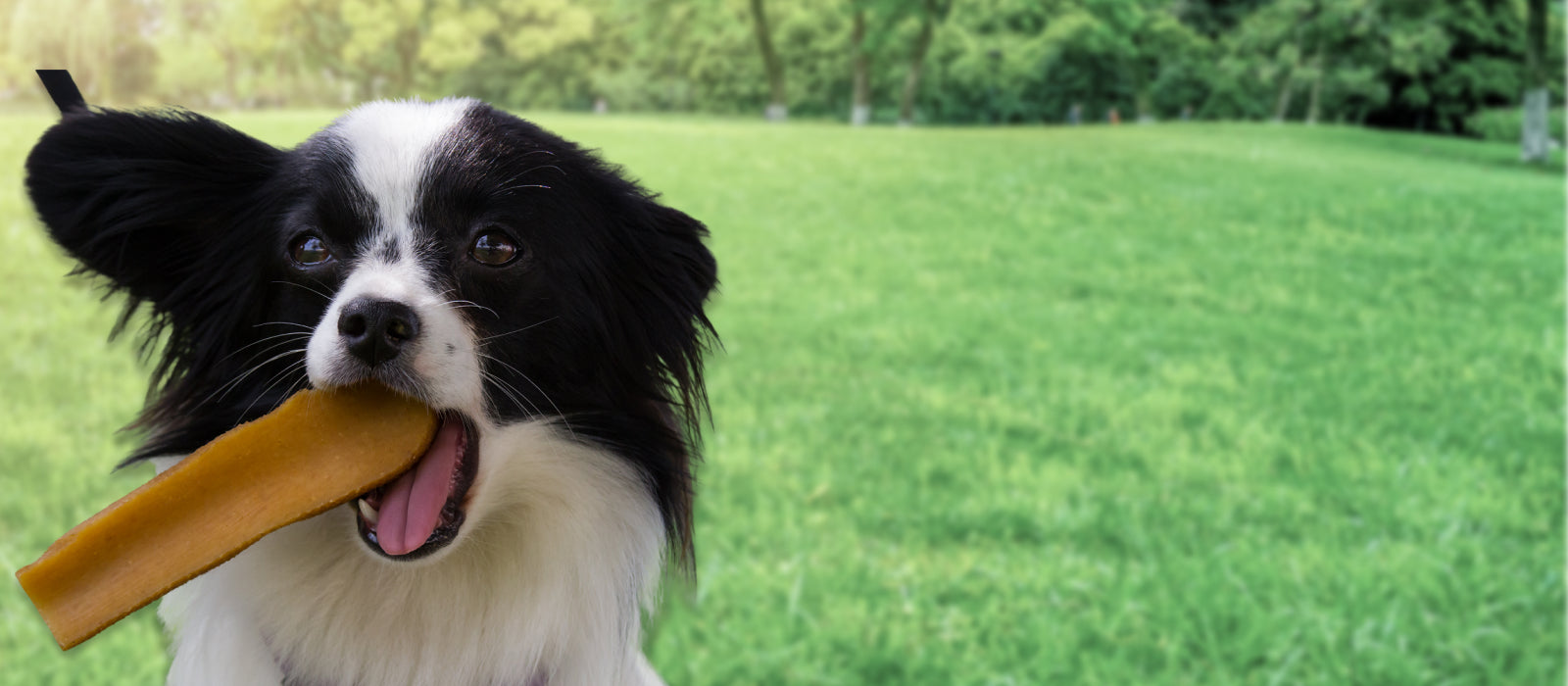 Sustainable Dog Chews