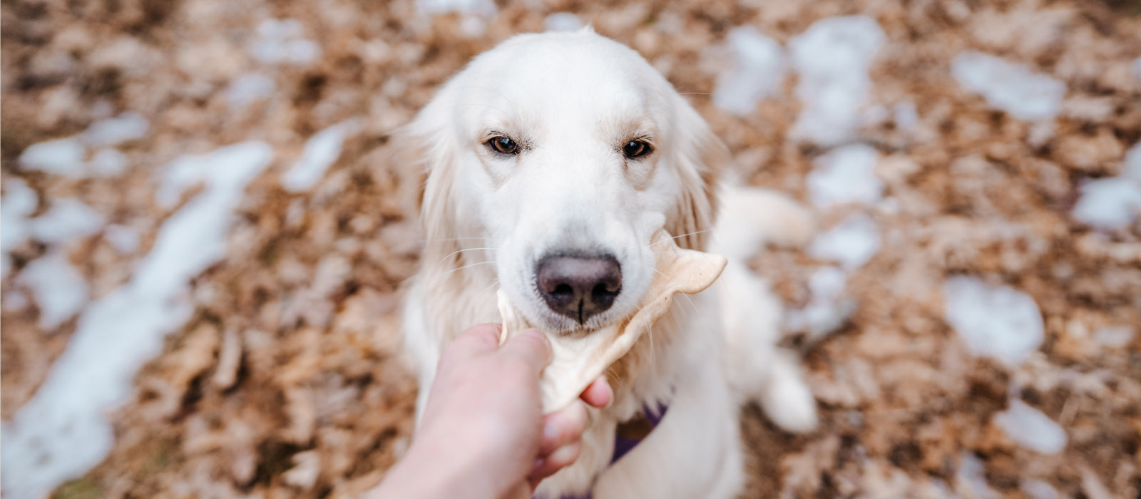 Cow Ears for Dogs