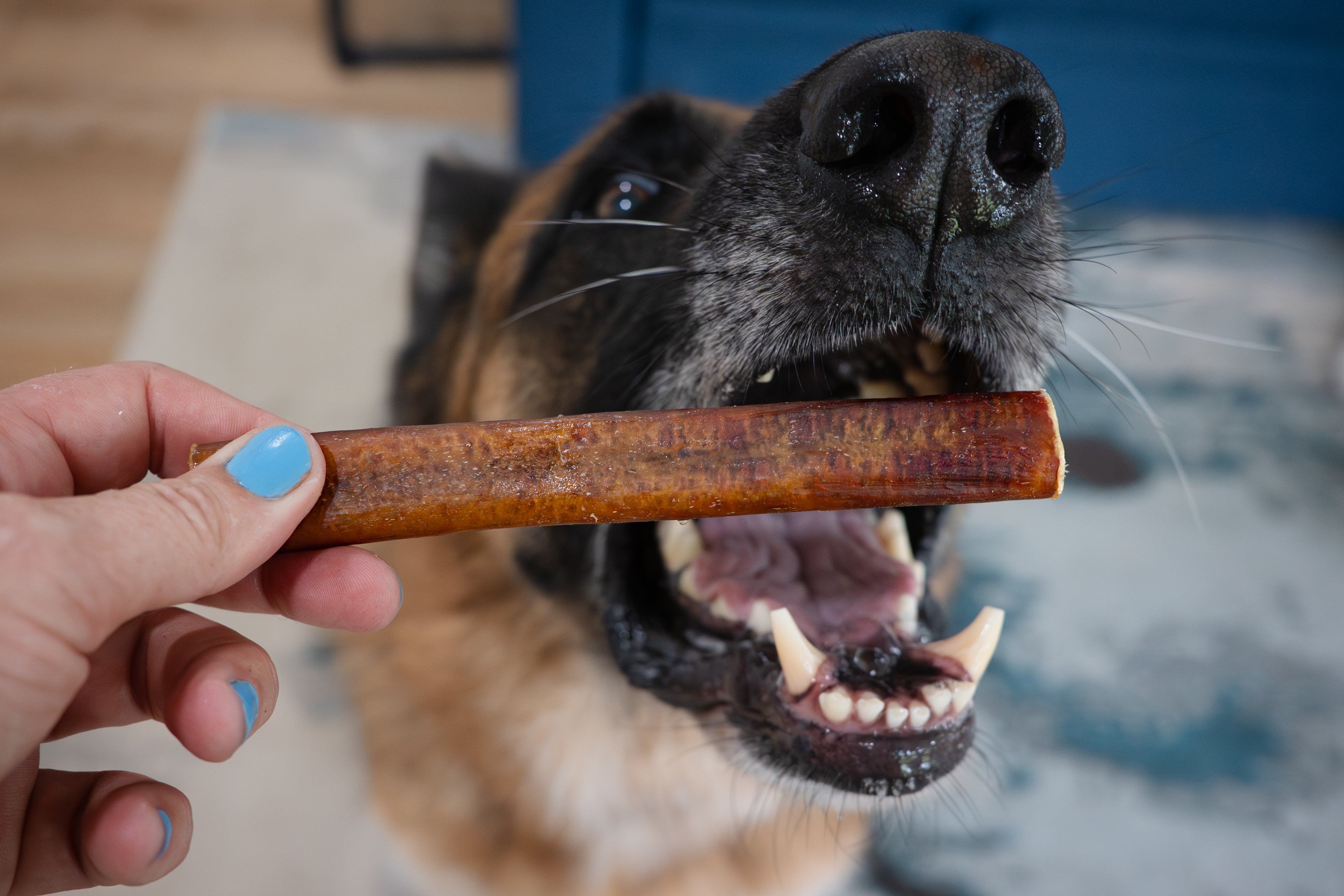 White dog chewing a bully stick on a couch with bully stick bags next to him
