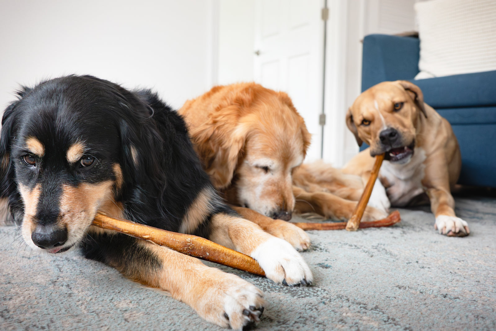 Thick Bully Sticks