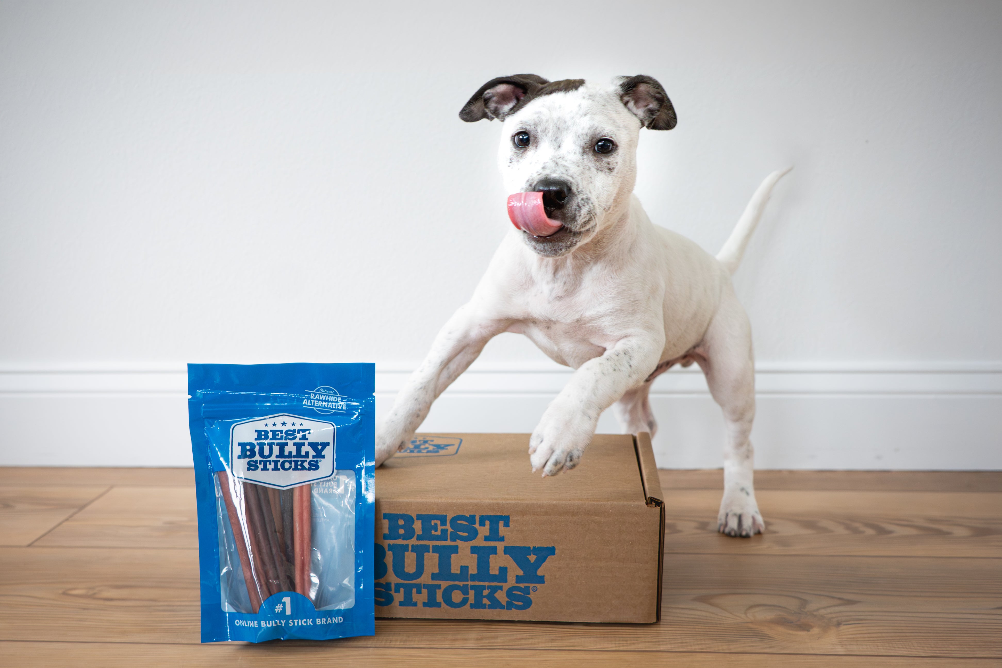 White dog chewing a bully stick on a couch with bully stick bags next to him