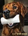 A golden retriever chewing on a Peanut Butter Stuffed Shin Bone (3 Pack) from Best Bully Sticks.