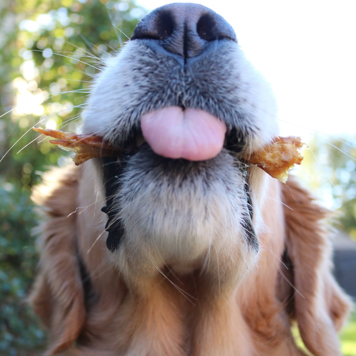 10 Types of Dog Treats Every Owner Should Know