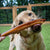 dog with bully stick bone on top of its nose