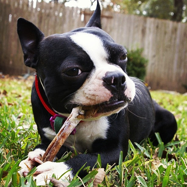 dog chewing bully stick while laying in the grass
