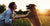 woman hold dog's paws in a field