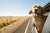 happy retriever holding head out window