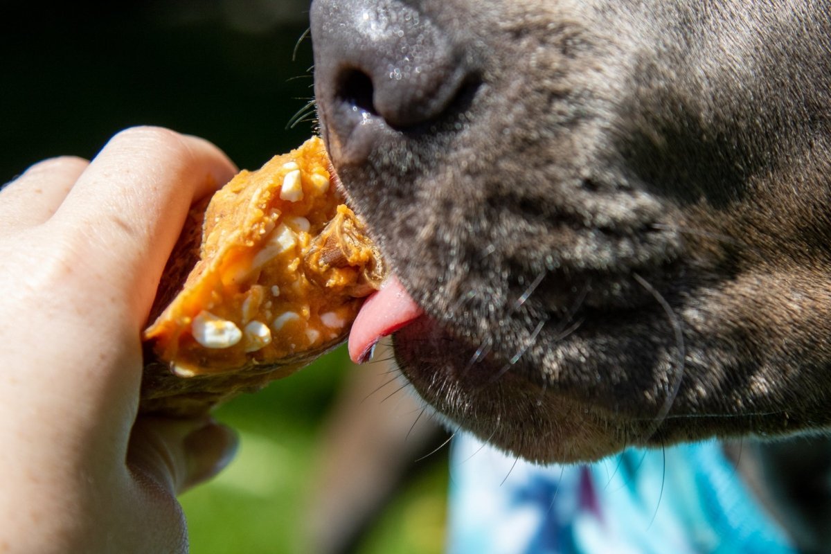 picture of hand feeding a dog's mouth a treat