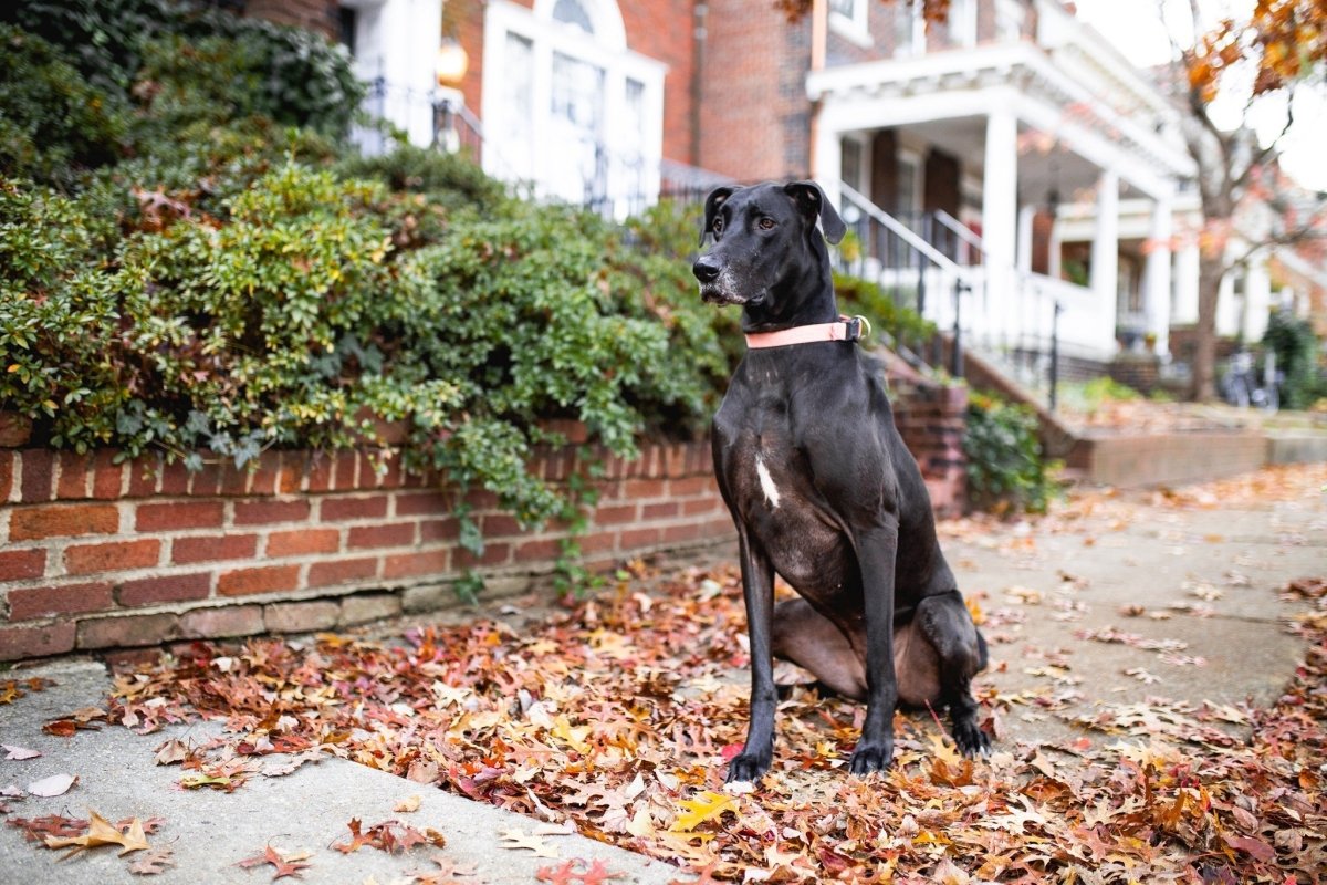 black great dane on sidewalk covered in leaves