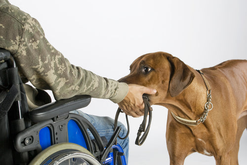 dog being pet by someone in a wheelchair