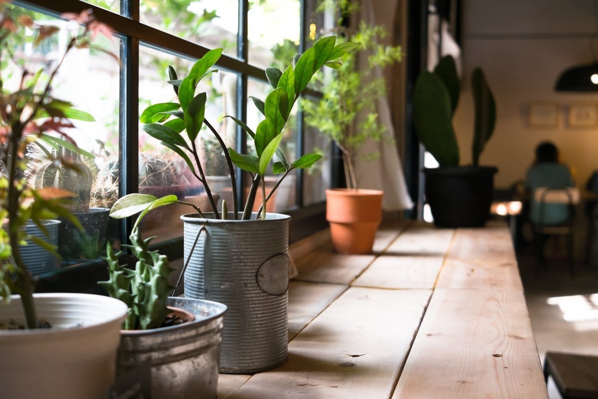 potted plants on a table