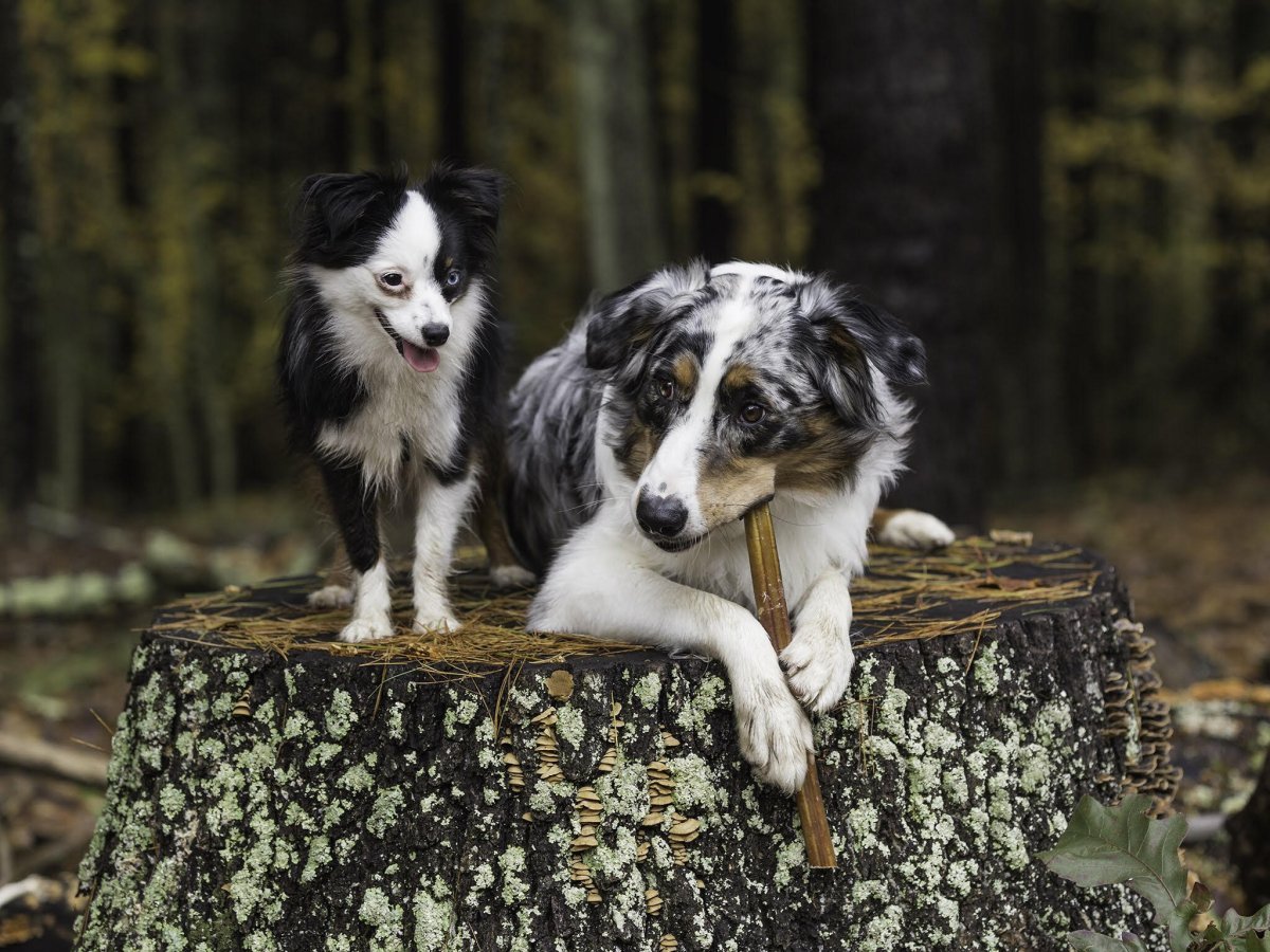 dogs sitting on a tree stump