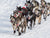 huskies running in snow pulling cart