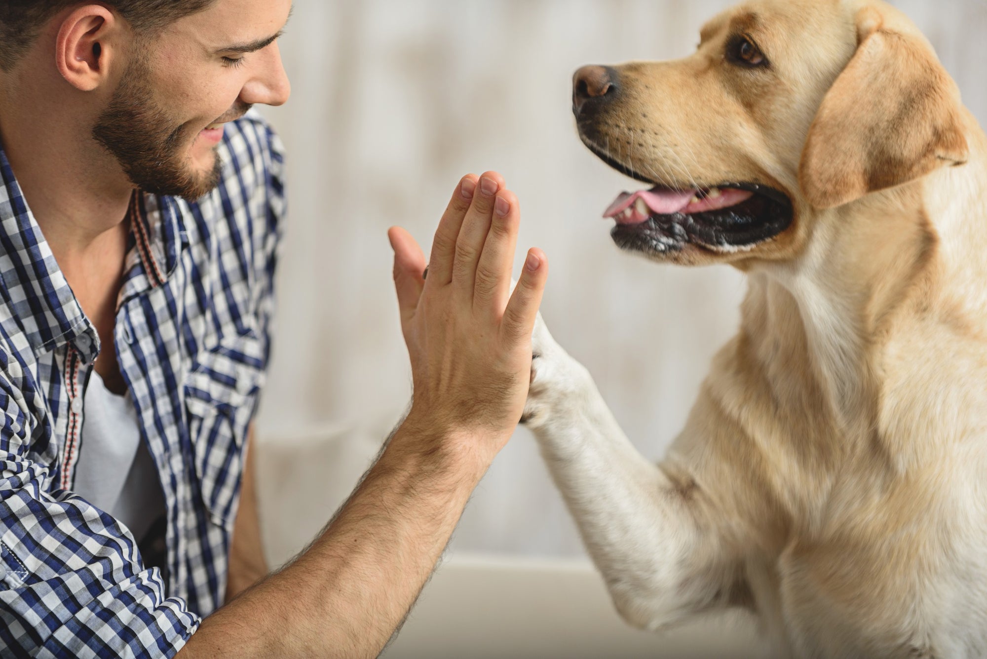 yellow lab giving high five to owner