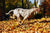dog running in a field with leaves on the ground