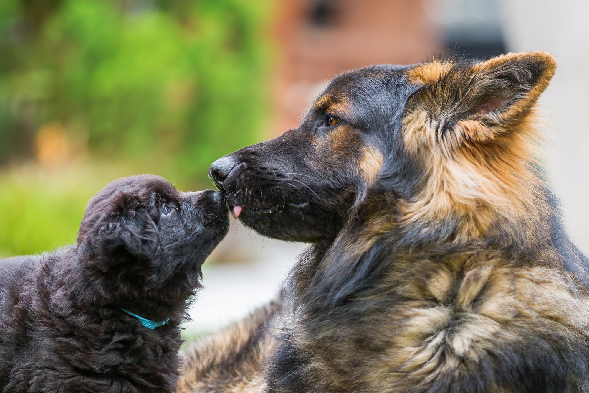 puppy newfoundland and adult german shepherd nose to nose 