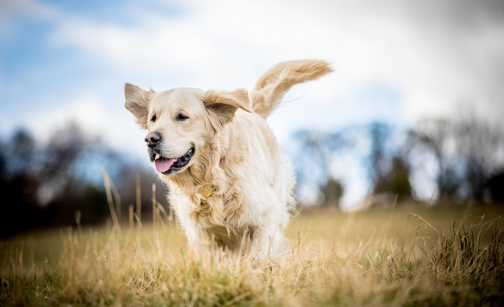 dog running in a field