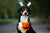 swiss mountain dog with ghost headband and pumpkin basket