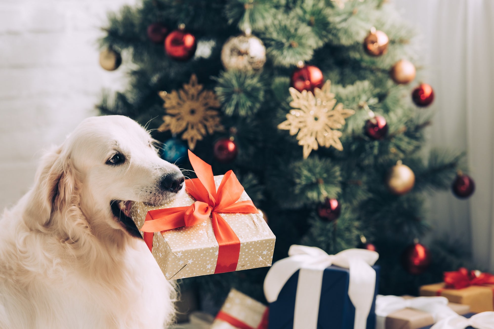 a dog with a present with a bow in his mouth