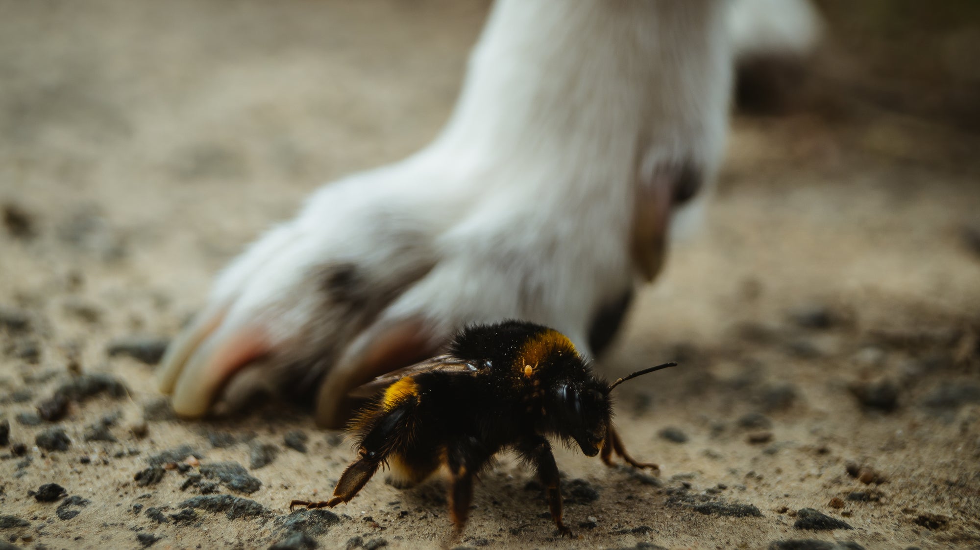 dog's paw next on a bee