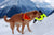 golden retriever wearing working bandana in snowy mountains with human