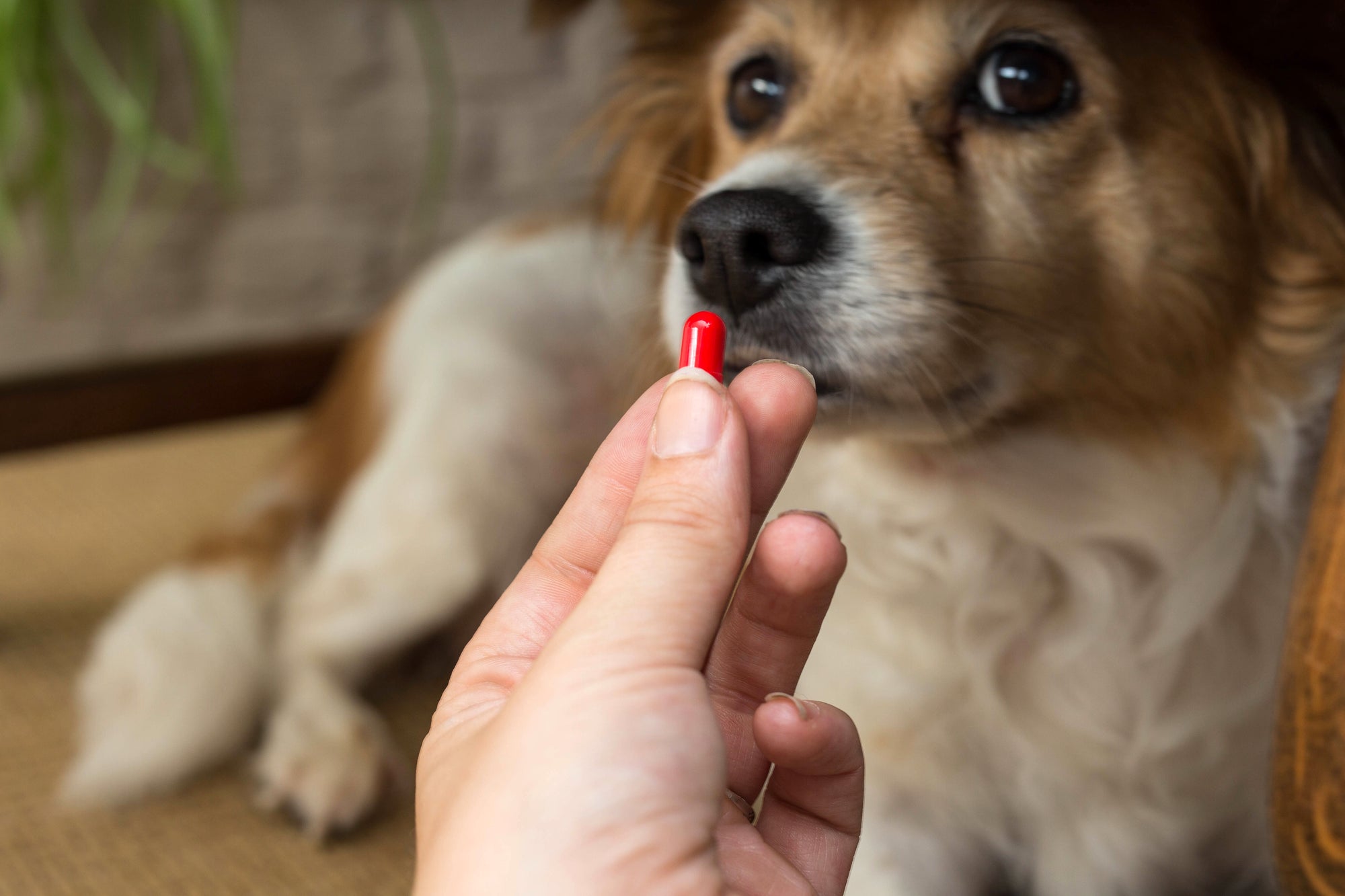 fluffy dog being handing a red medication