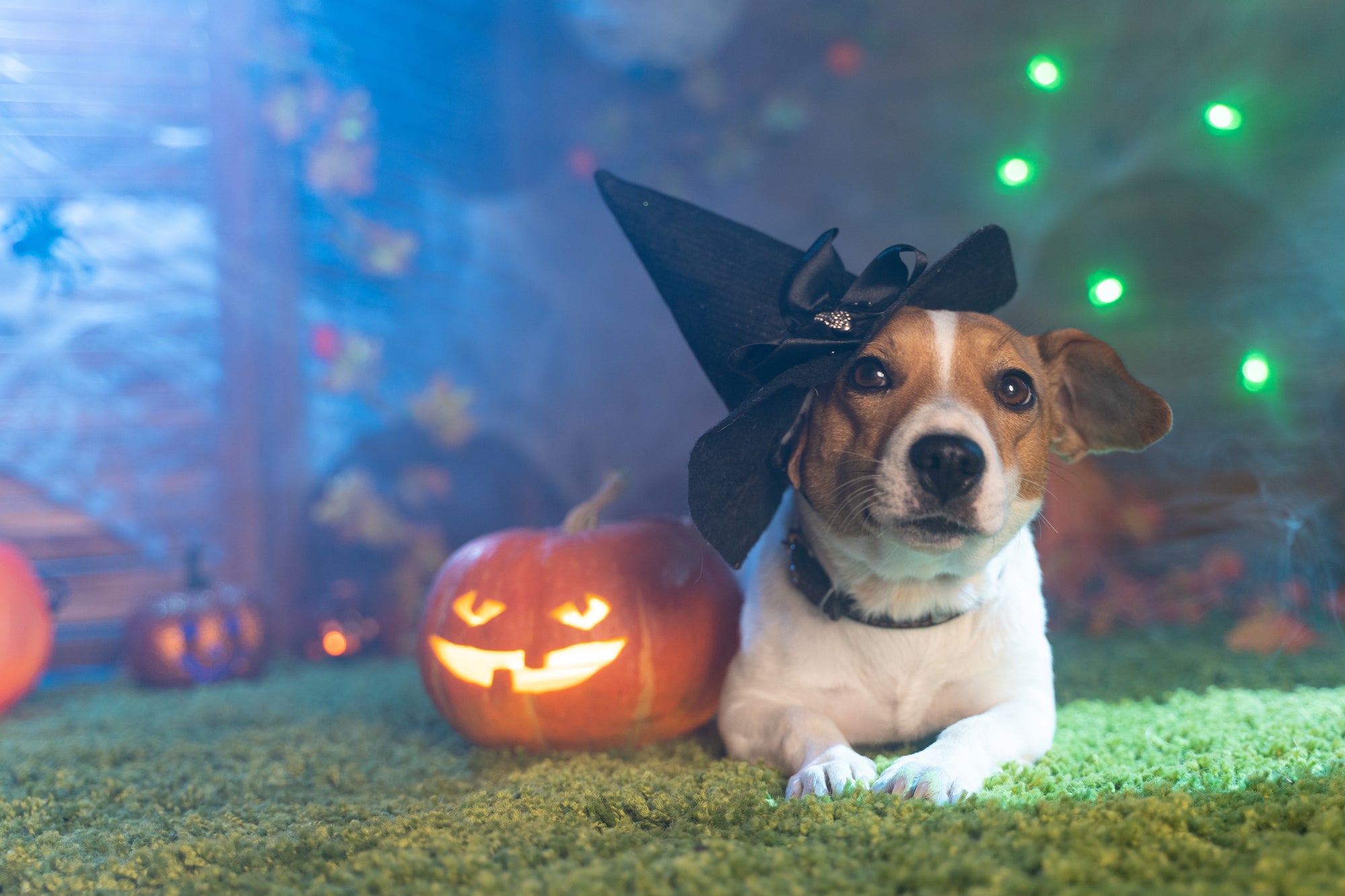 terrier in witch hat next to carved pumpkin in grass